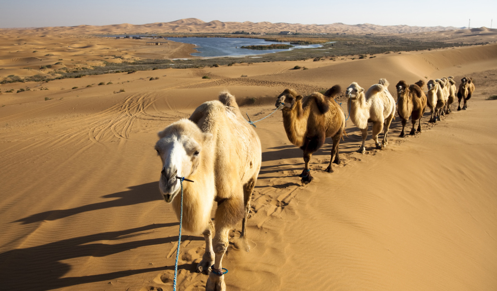 Караван верблюдов идет по жаркой пустыне