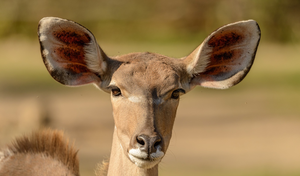 Морда антилопы с большими ушами крупным планом