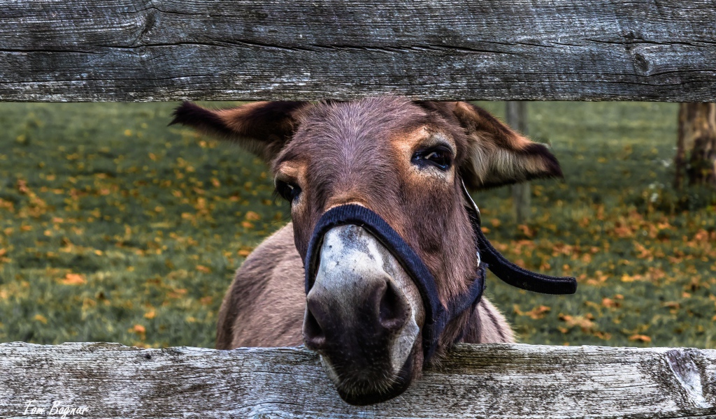 Любопытный осел в загородке