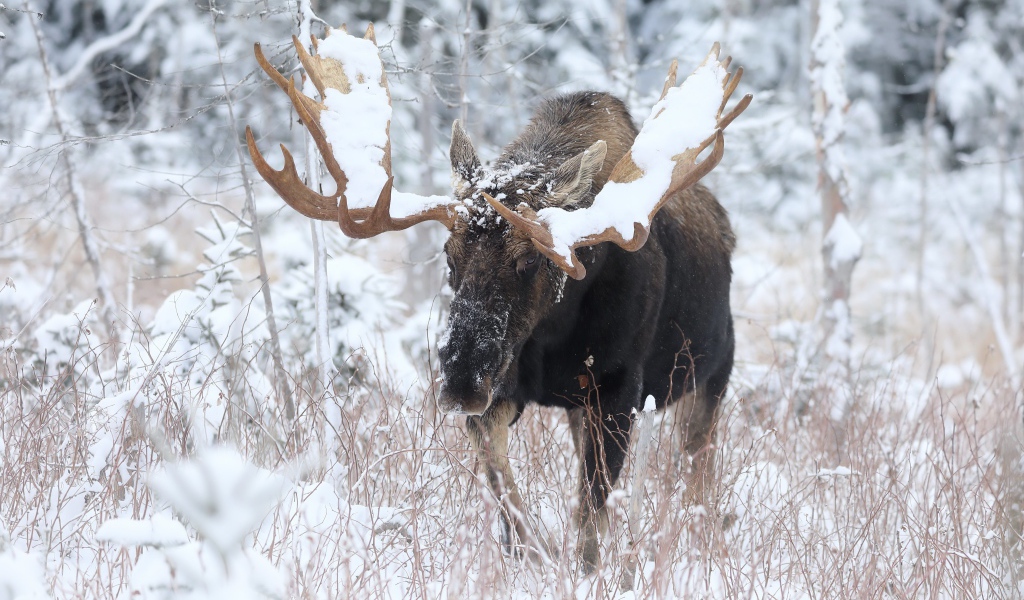 Лось с большими рогами в зимнем лесу 