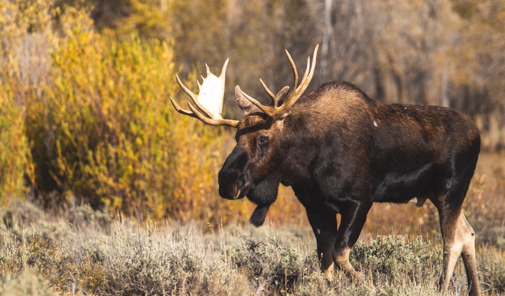 Лось с большими ветвистыми рогами в лесу 