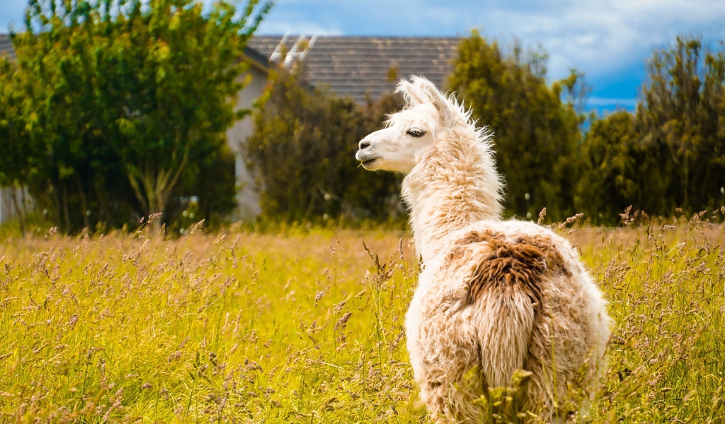 Пушистая лама пасется на зеленой траве