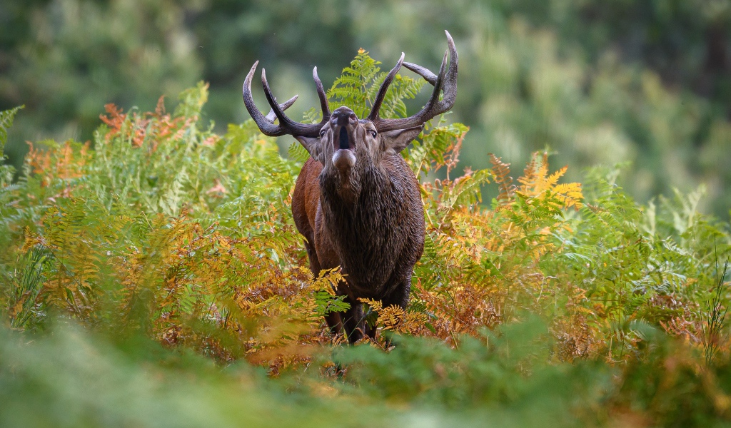 Лесной олень с большими рогами кричит в зарослях