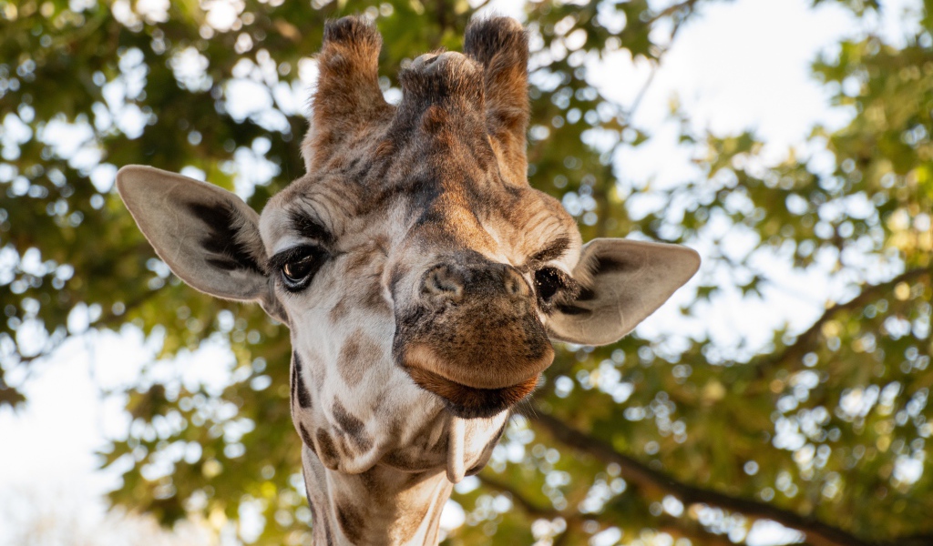 Голова жирафа крупным планом на фоне дерева