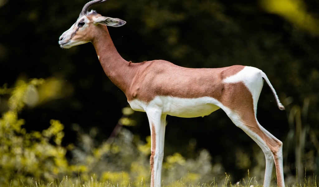 Грациозная газель на зеленой траве