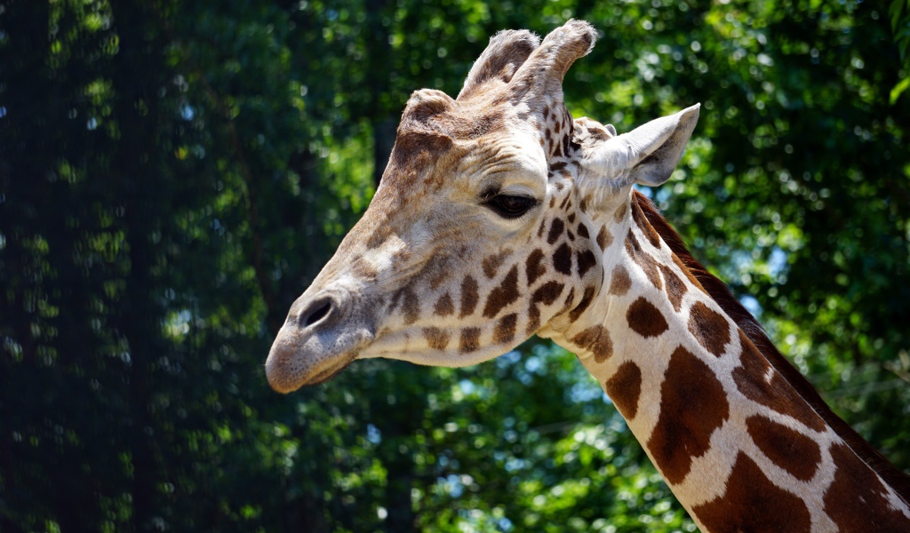 Голова большого пятнистого жирафа