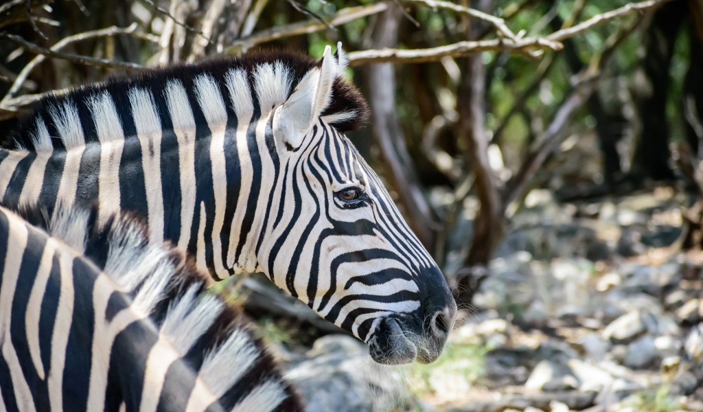 Голова полосатой зебры крупным планом 