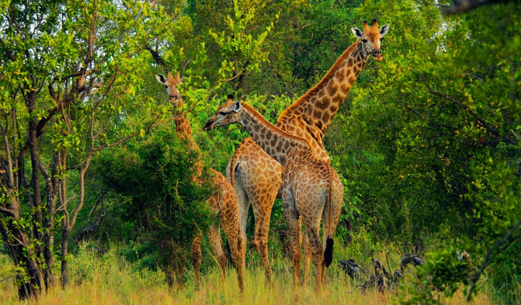 Большие жирафы срывают листву с деревьев 