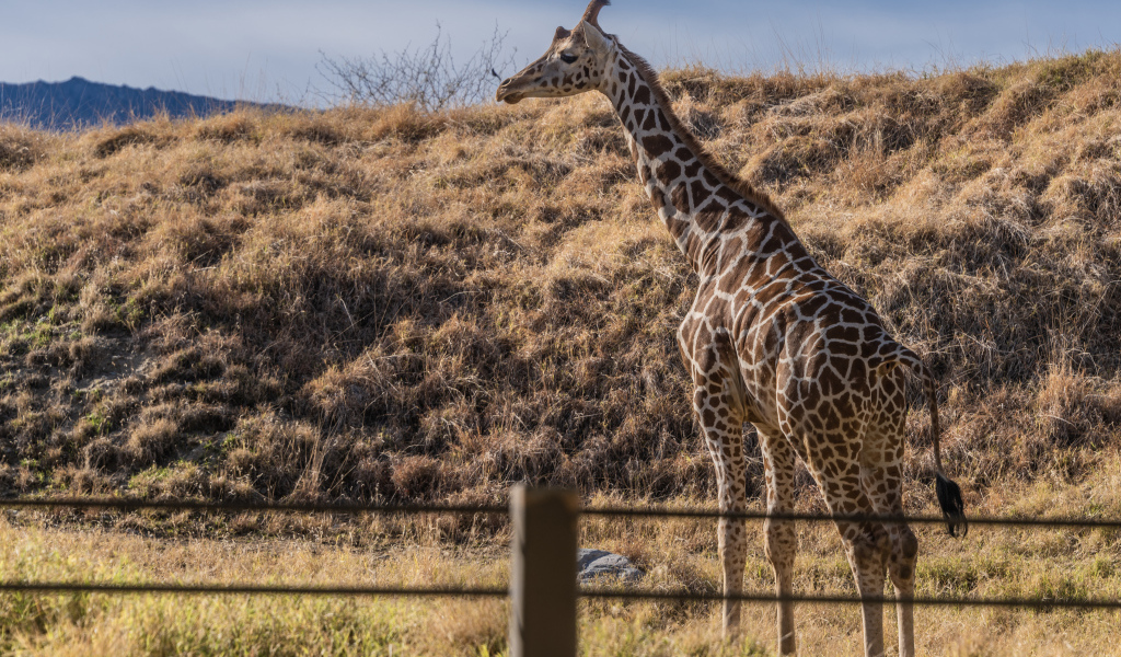 Большой пятнистый жираф на траве