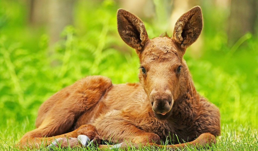 Маленький лосенок лежит на зеленой траве