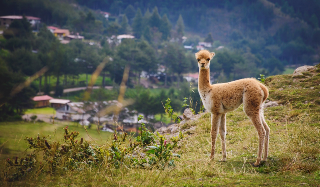 Маленькая викунья пасется на траве