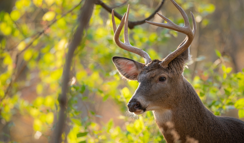 Олень с острыми рогами в лесу