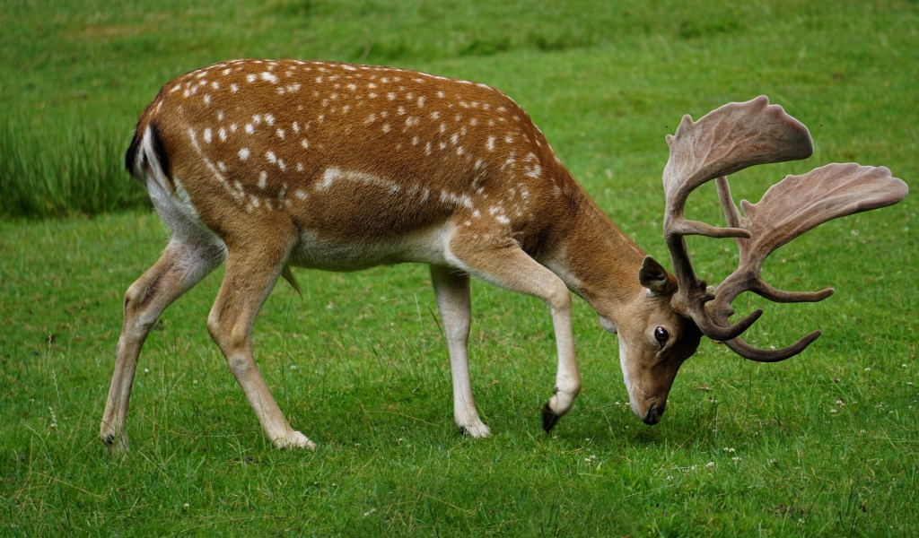Пятнистый олень пасется на зеленой траве