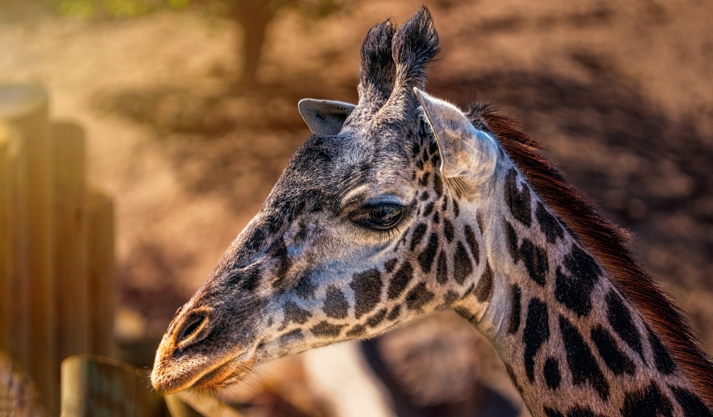 Голова пятнистого жирафа крупным планом
