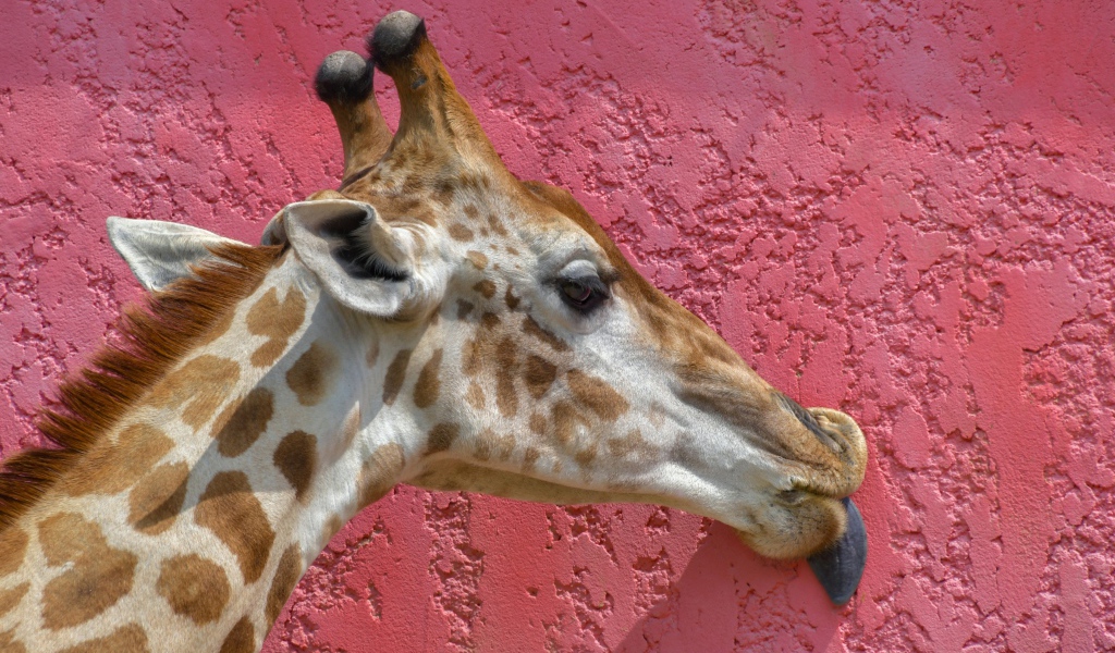 Пятнистый жираф облизывает розовую стену 