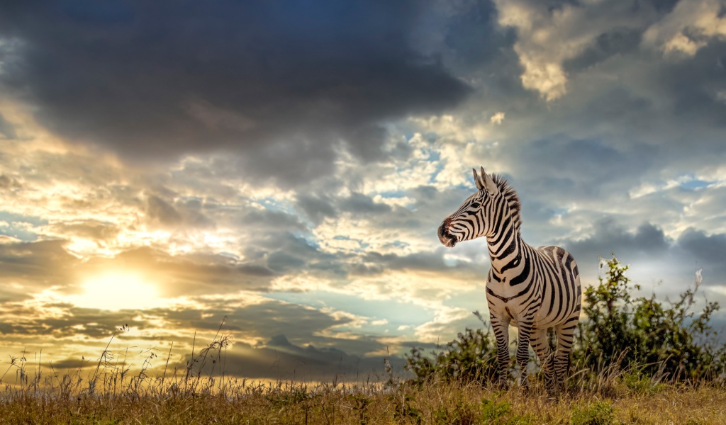 Полосатая зебра на фоне неба на закате