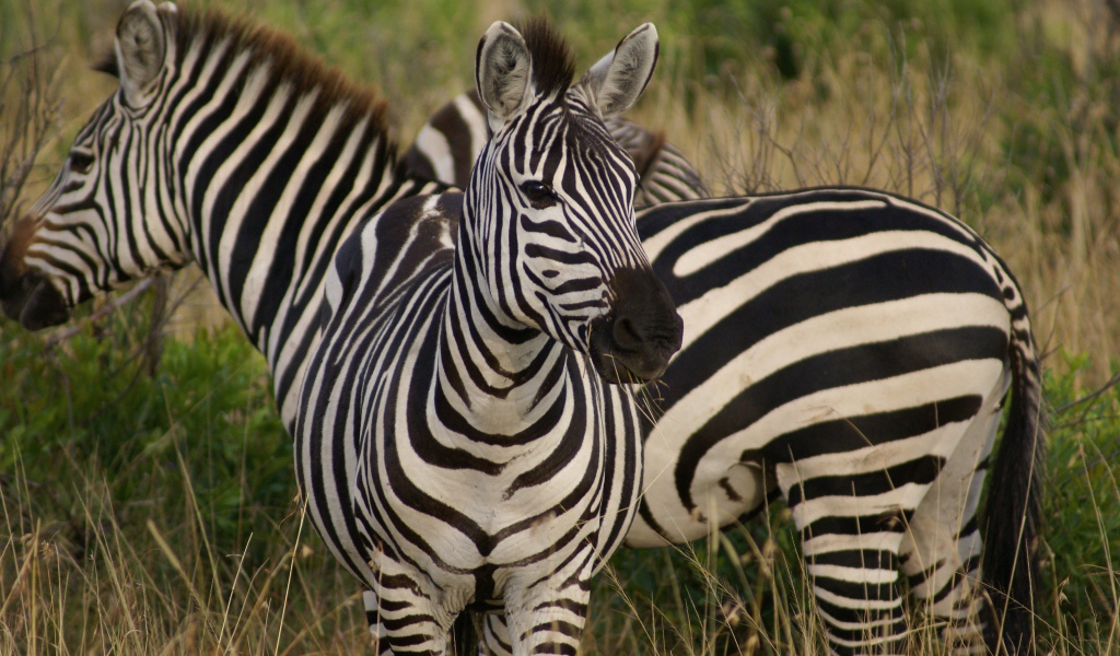 Полосатые зебры на траве 