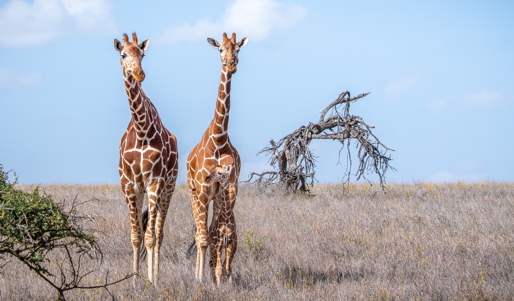 Два жирафа идут по сухой траве в саванне 