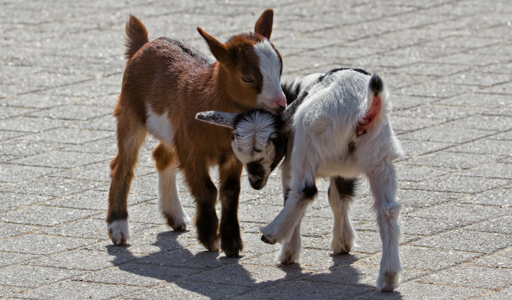 Два маленьких козленка играют