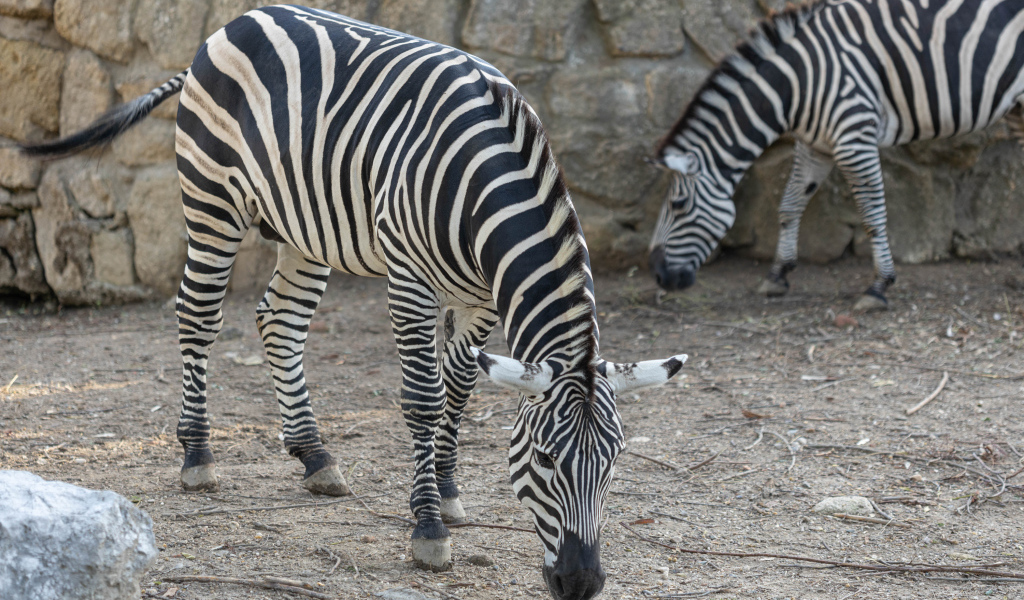 Две полосатые зебры в зоопарке