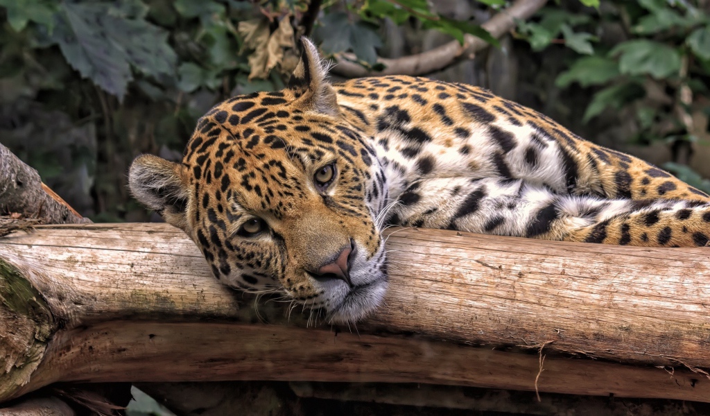 Большой пятнистый ягуар лежит на сухом дереве