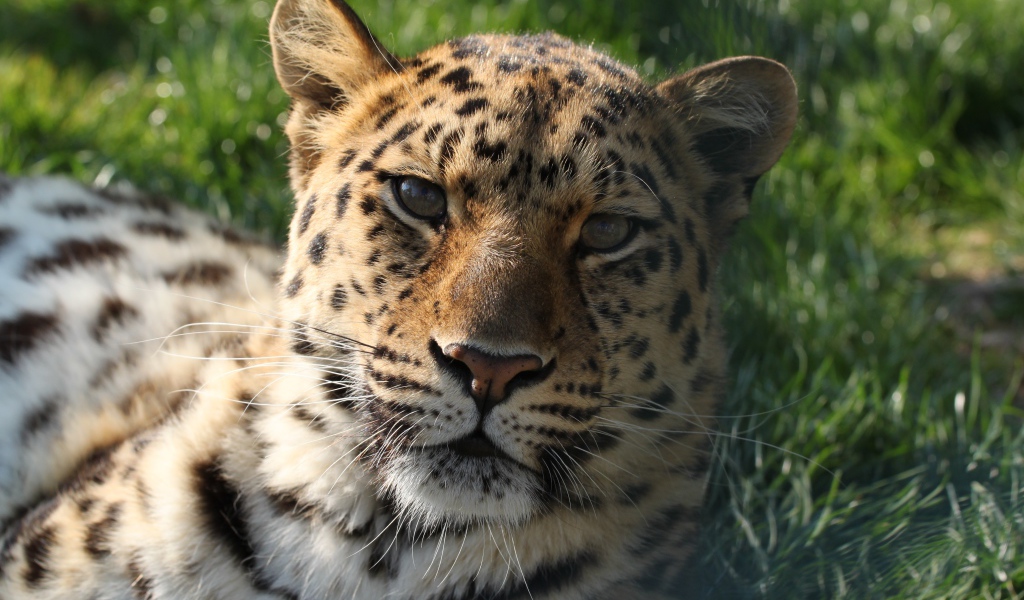 Большой пятнистый леопард лежит на зеленой траве 