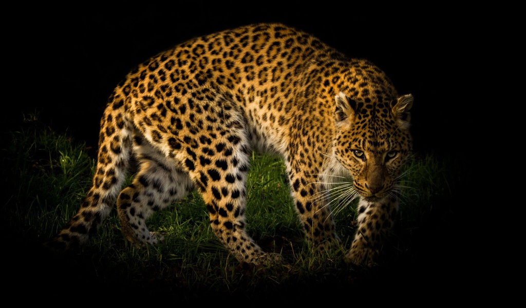 Большой пятнистый леопард идет по зеленой траве