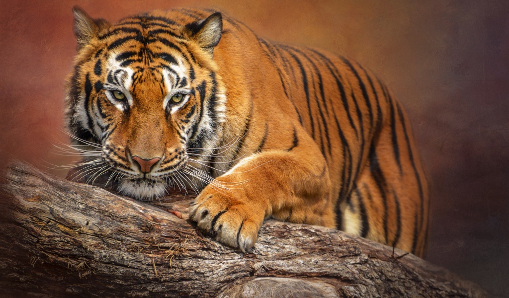 Большой полосатый тигр сидит на сухом дереве 