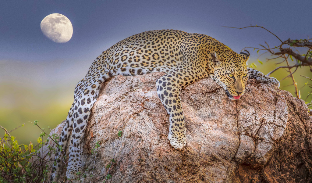 Уставший леопард лежит на камне на фоне луны 