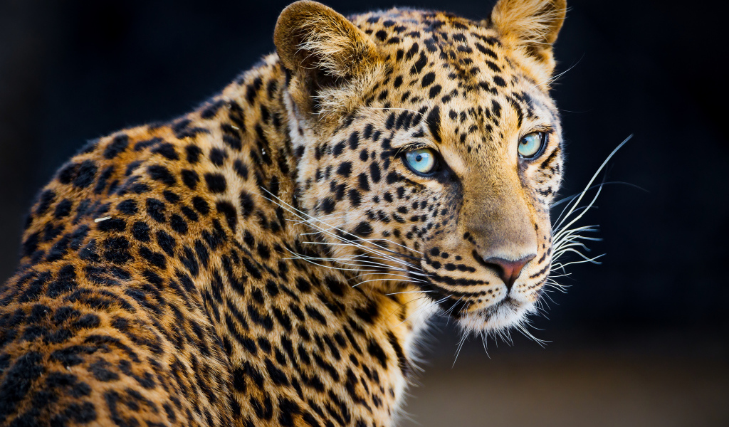 Красивый пятнистый леопард 