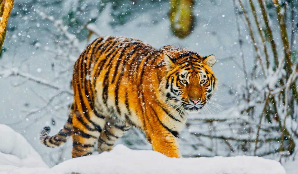 Big Amur tiger walks through a snowy forest