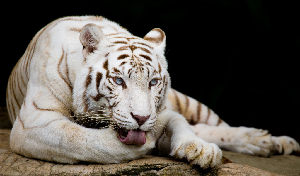 Большой белый голубоглазый бенгальский тигр