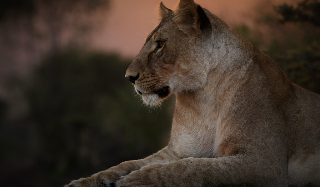 Big beautiful lioness lies on the grass at sunset
