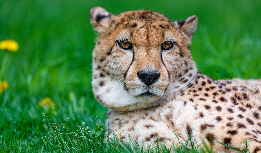 Большой гепард лежит на зеленой траве крупным планом