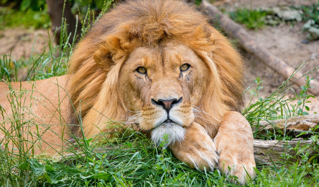 Большой лев лежит на зеленой траве 