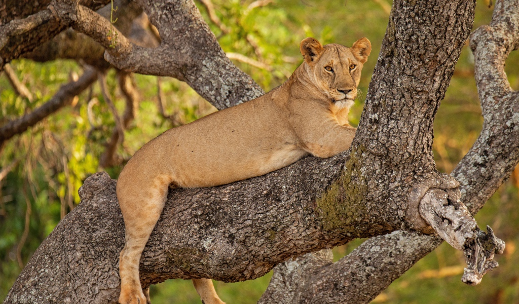 Большая львица лежит на ветке дерева 