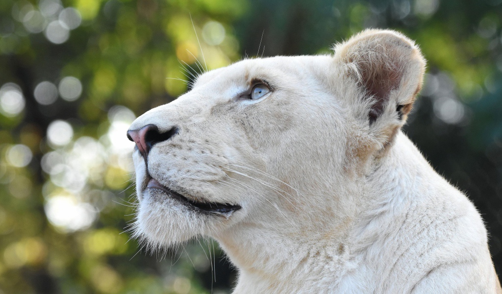 Большая львица с голубыми глазами смотрит вверх 