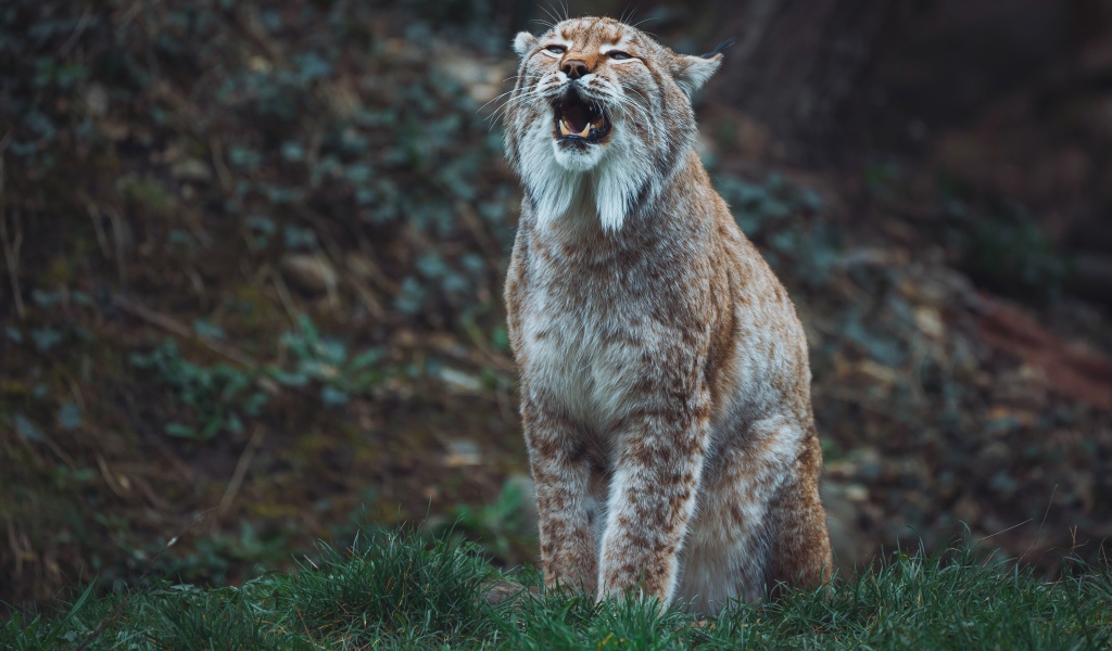 Большая рысь кричит в лесу 
