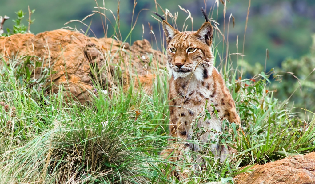 Большая рысь с кисточками на ушах сидит в траве