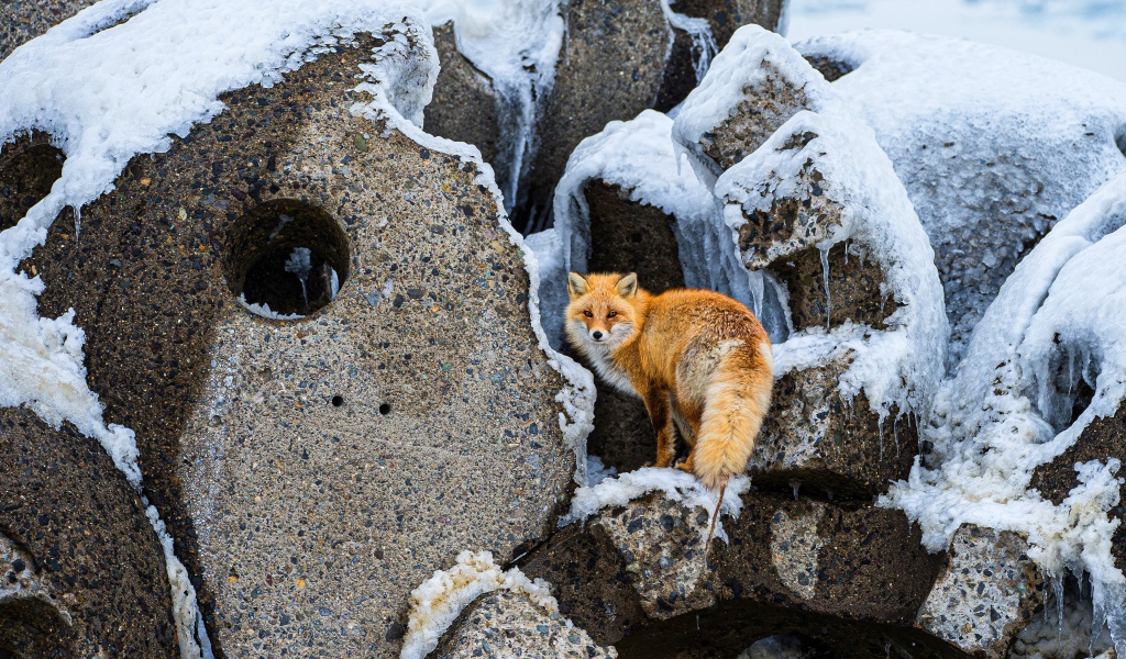 Большая рыжая лиса на камнях зимой
