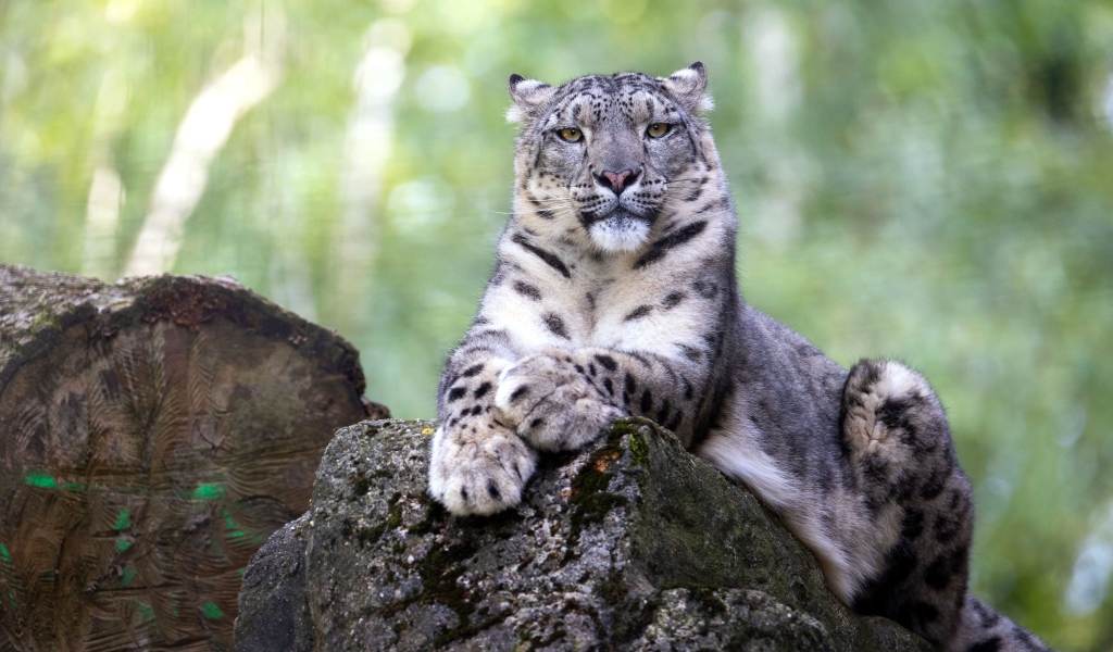 Большой снежный барс лежит на камне