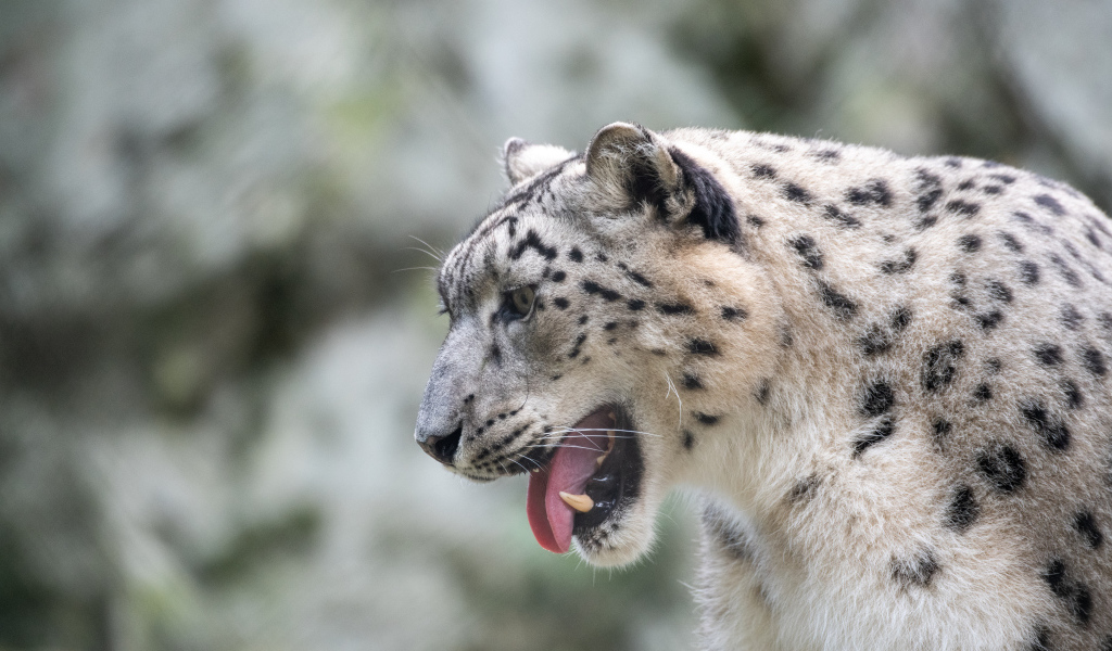 Большой снежный барс с высунутым языком
