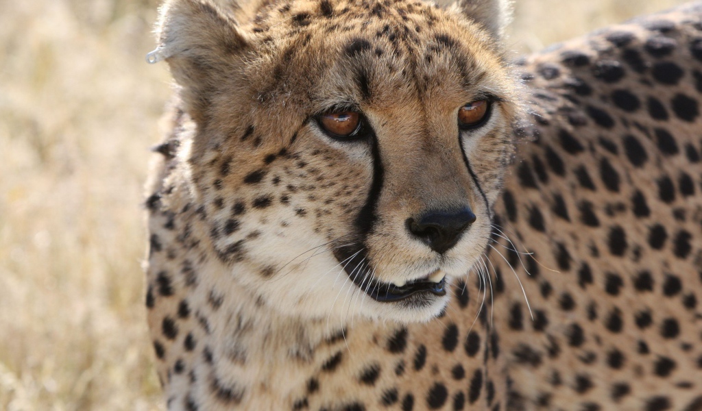 Большой пятнистый гепард крупным планом