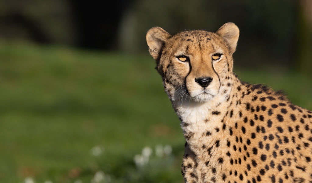 Большой пятнистый гепард в лучах солнца 