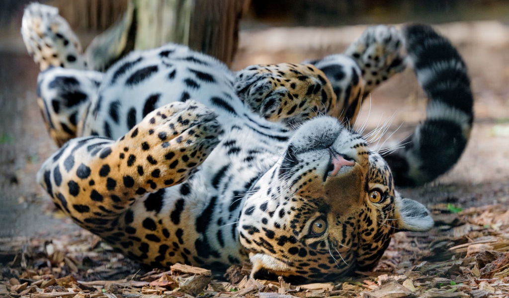 Большой пятнистый ягуар лежит на земле 
