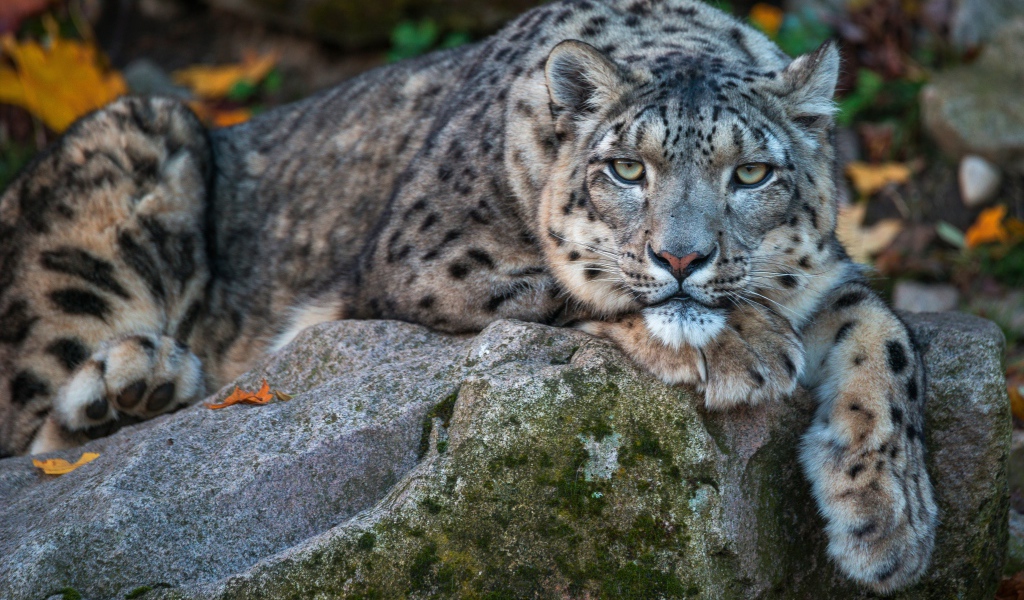 Большой пятнистый барс лежит на камне