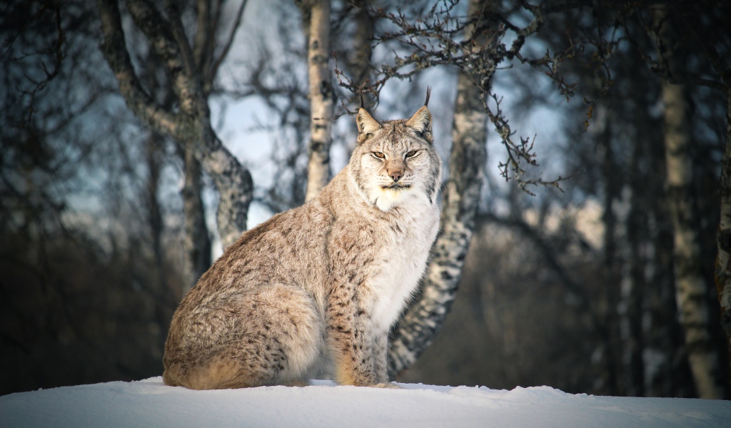 Big stern lynx sits in the snow