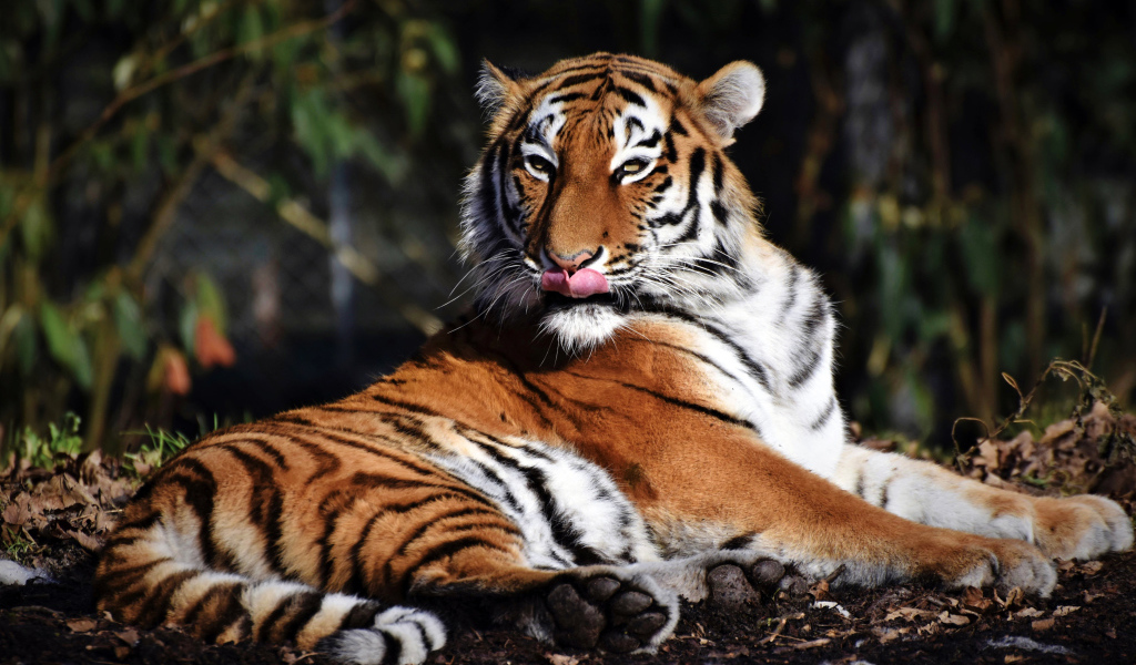 Большой полосатый тигр облизывает морду