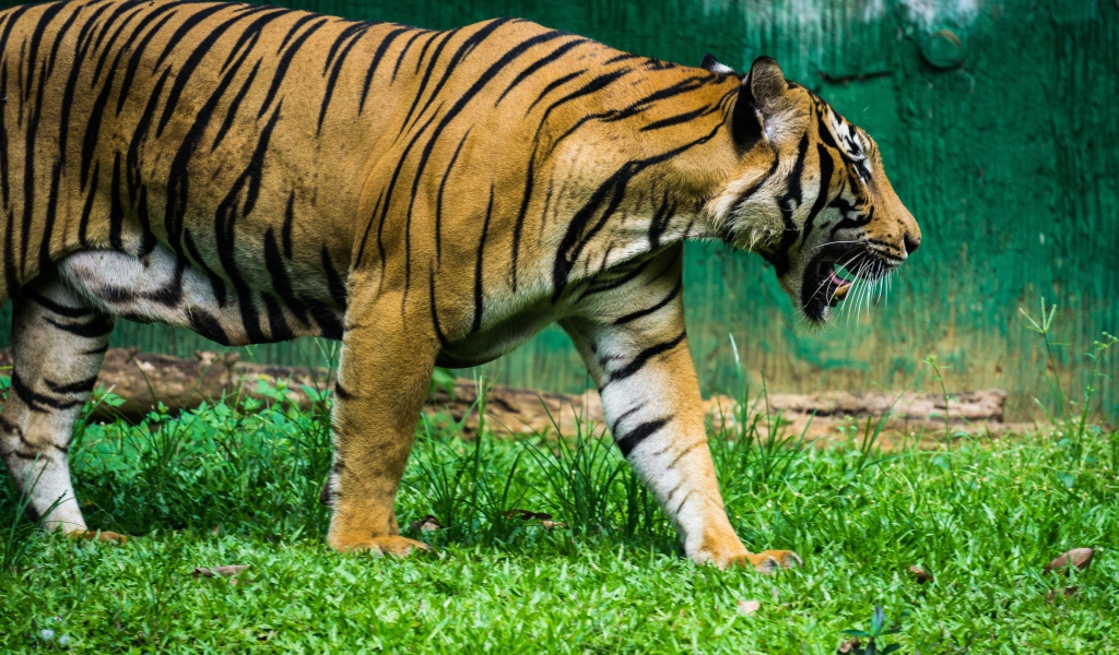 Большой полосатый тигр идет по зеленой траве 