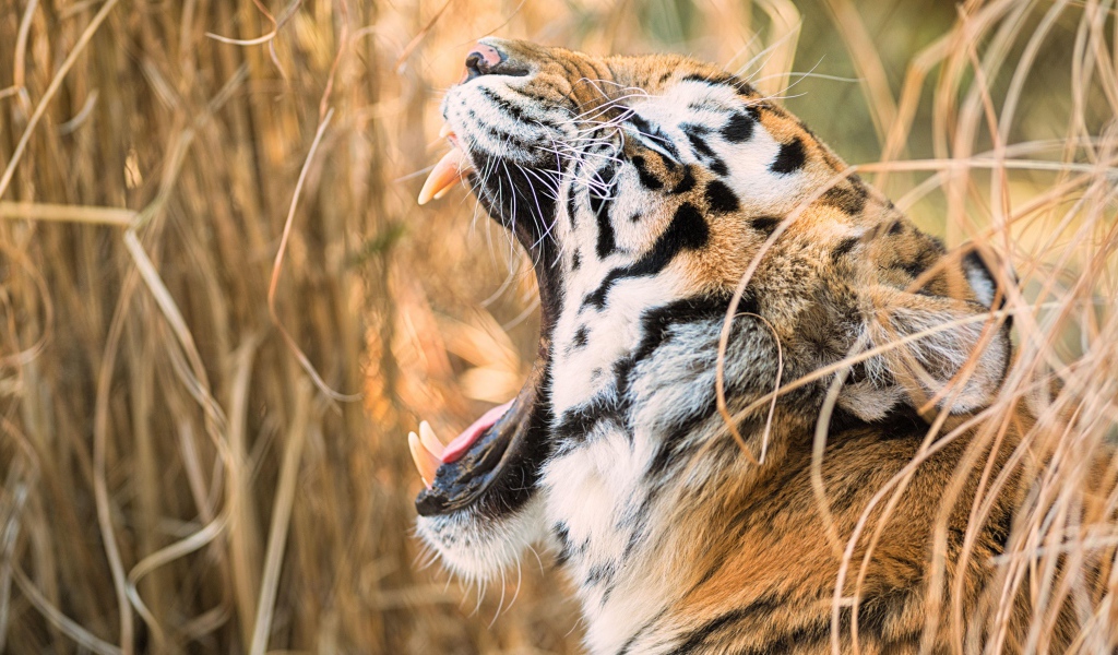 Большой полосатый тигр зевает в зарослях травы 